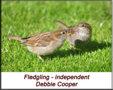 Debbie Cooper - Independent house sparrow fledgling